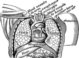 Lungs, vintage illustration. vector