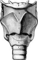 Front view of the larynx, vintage illustration. vector