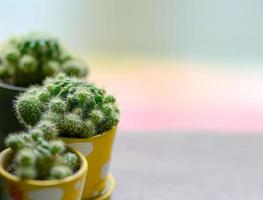 Cactus in a yellow pot. photo