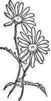 Daisies vintage illustration. vector