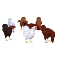 kyckling 3d tolkning png