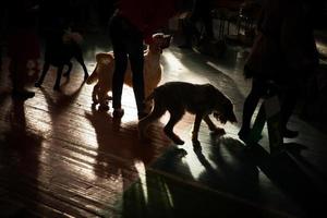 Dogs with owners walk around the ring in the rays of sunlight photo