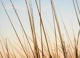 Dried stalk of grass and clear evening sky photo