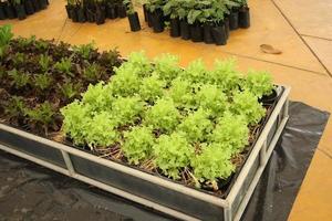 cultivo de roble verde en fila en caja en piso marrón. foto