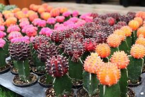 Rows of orange, pink, dark violet Gymnocalycium cactus are in nursery plate. photo