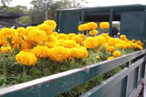 Marigold flowers are on dark green rusty pick up truck. photo