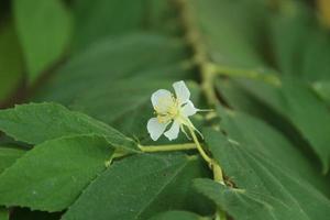 White flower of Jam Tree or Jamaican Cherry is blooming on branch and green leaves. photo