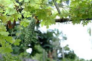 A dark green fruit of Bitter cucumber or Bitter gourd hanging on trellis with leaves. Another name is Balsam pear or Balsam apple. photo