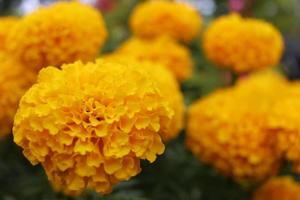 A Marygold flower on left blooming and blur background. Selective focus. photo