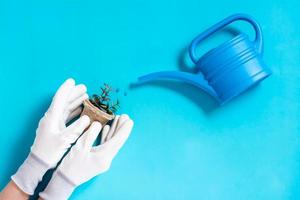 Female hands in gloves hold a pot with sprouts and a watering can water on a blue background. photo