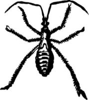 Wheel Bug, vintage illustration. vector