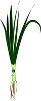 A green onion, vector or color illustration.