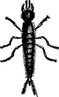 Larva of Staphylinus Olens vintage illustration. vector