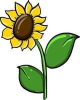 Sunflower, illustration, vector on white background