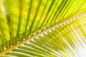 Rays of the sun through palm leaves. Soft focus blurred jungle nature. Close-up of colorful green palm leaf, summer mood template for vacation, exotic travel. Tropical island nature, fresh green plant photo