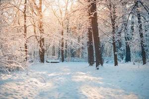paisaje invernal con bosque cubierto de nieve. día soleado, caminatas de aventura en lo profundo del bosque, sendero o camino relajante vista panorámica. paisaje natural de invierno estacional, bosque congelado, paz serena