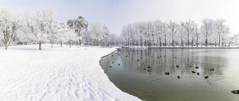 Idyllic winter lake panorama. Soft sunlight, icy lake water, tree silhouette with calm cold tones. Winter landscape, trail pathway in the snow. Ducks in pond in city park, panoramic snowy view photo