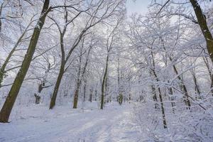 paisaje invernal con bosque cubierto de nieve. día soleado, caminatas de aventura en lo profundo del bosque, sendero o camino relajante vista panorámica. paisaje natural de invierno estacional, bosque congelado, paz serena foto