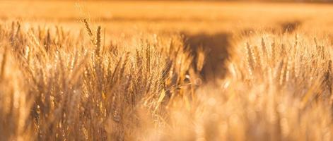 Wheat field sunset. Ears of golden wheat closeup. Rural scenery under shining sunlight. Close-up of ripe golden wheat, blurred golden Harvest time concept. Nature agriculture, sun rays bright farming photo