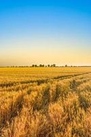 Amazing nature view. Sunset or sunrise on a rye field with golden ears and a dramatic cloudy sky green trees. Beautiful summer landscape. Wheat field panorama with trees at sunset, rural countryside photo