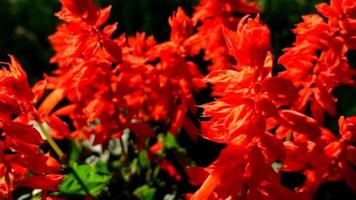 flor de salvia roja, primer plano de la flor video