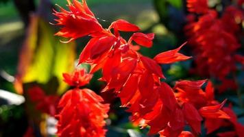 salvia roja, primer plano de flor de jardín video