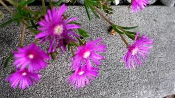 fleurs violettes d'usine de glace fleurissant sur des rochers video