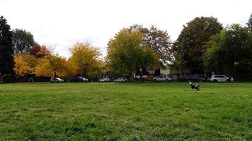 dog running on the lawn, early autumn in Canada video