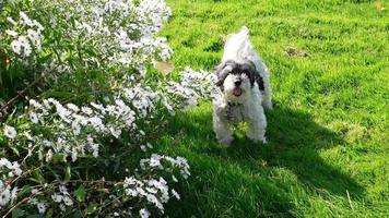 cachorro latindo, flores brancas no gramado video