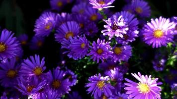 italienische aster, lila blumen nahaufnahme video