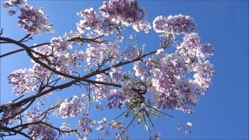 purple wisteria flowers shining in blue sky video