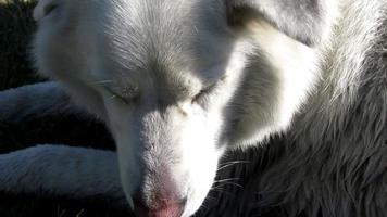 old sleepy white dog closeup video