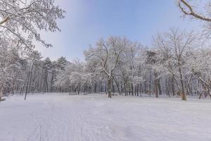 Winter landscape with snow covered forest. Sunny day, outdoor city park, trail or pathway and benches relaxing scenic view. Seasonal winter nature landscape, frozen woodland, serene peacefulness photo