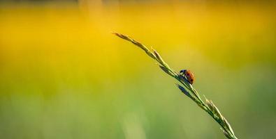 mariquita en primer plano de macro de hierba, naturaleza idílica puesta de sol. Fantástico concepto de flora y fauna de primavera verano, banner de belleza en la naturaleza. primer plano panorámico al aire libre, campo de pradera y mariquita roja, vigas foto