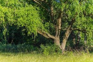 Sunlight in the green forest springtime, tree trunk and green leaves closeup over meadow field. Abstract tree background, tranquil and relaxing photo