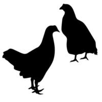 Realistic silhouette of two chickens. Vector isolated on a white background. Great for poultry farm logos, posters and banners