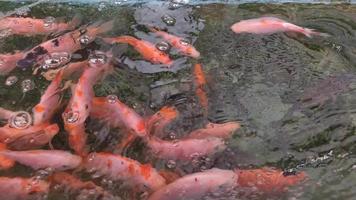 lagoa de piscicultura de tilápia vermelha video