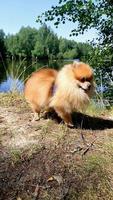 pequeno cão vermelho na coleira em clima de verão video