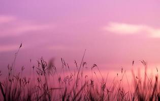 Silhouette of grass Beautiful sunset on pink sky background natural beauty view photo