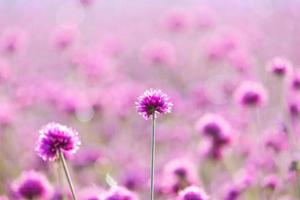 Pink wild flower fields.Beautiful growing and blooming in the morning,selective focus photo