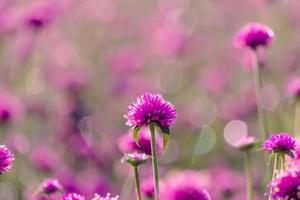 pink amaranth flower blossom on field, Beautiful growing and flowers on meadow blooming in the morning.Soft pastel on nature bokeh background photo