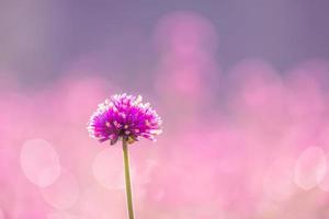 pink amaranth flower blossom on field, Beautiful on meadow blooming in the morning.Soft pastel on nature bokeh background photo