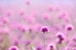 Pink wild flower fields.Beautiful growing and blooming in the morning,selective focus photo