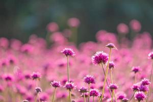 pink amaranth flower blossom on field, Beautiful growing and flowers on meadow blooming in the morning.Soft pastel on nature bokeh background photo