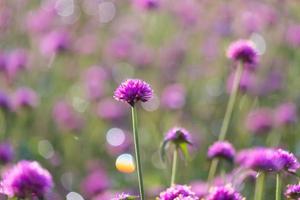 pink amaranth flower blossom on field, Beautiful growing and flowers on meadow blooming in the morning.Soft pastel on nature bokeh background photo