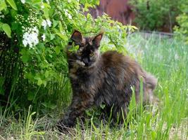 Big Maine Coon cat in the green grass in the garden photo