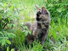 gran gato maine coon en la hierba verde en el jardín foto