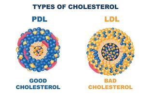 Cholesterol Types Set vector