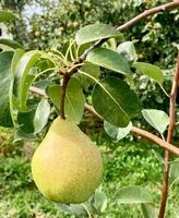 Pear close-up of  pear hanging on tree. photo