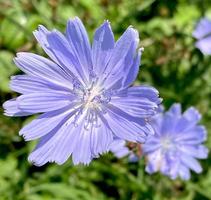 flores azules de achicoria crecen en tallo en jardín de flores, cultivo de plantas medicinales. foto